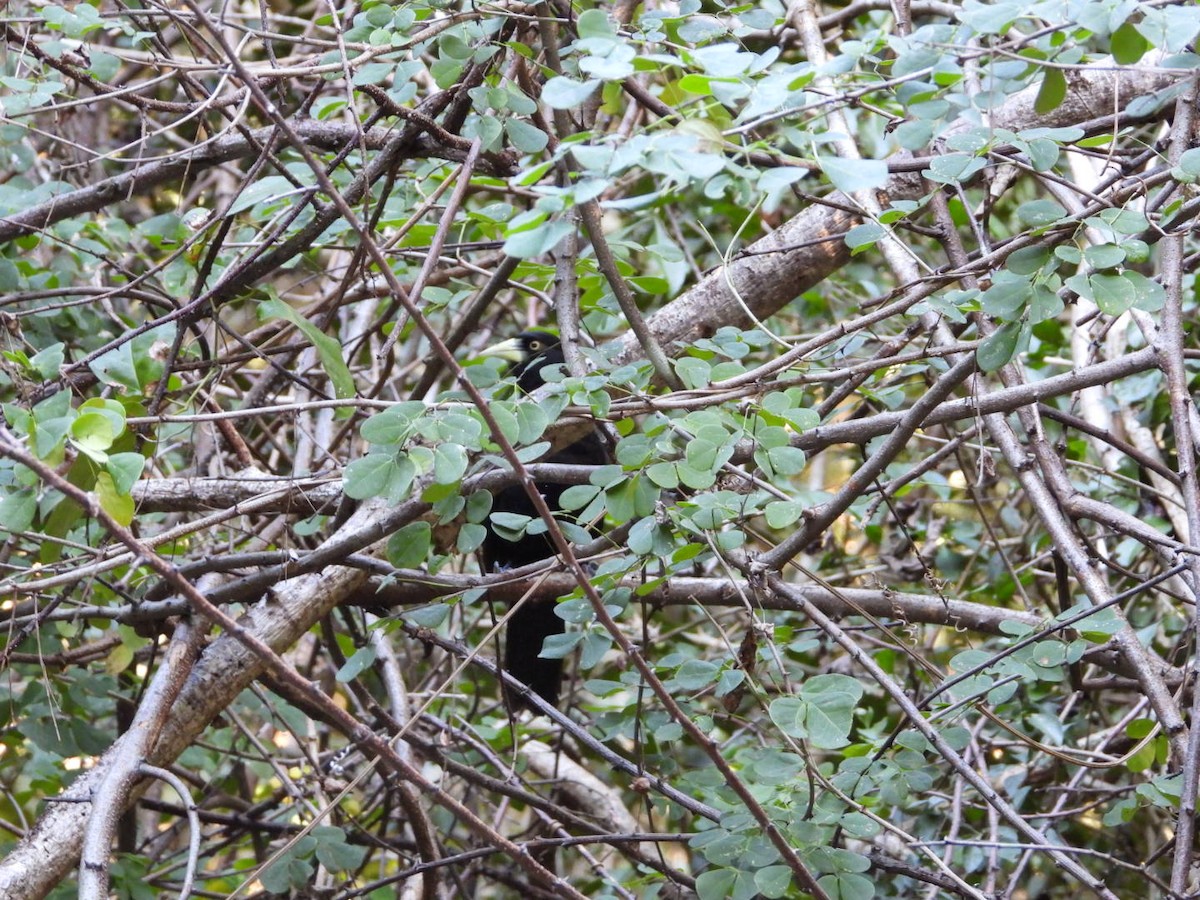Yellow-billed Cacique - ML646605287