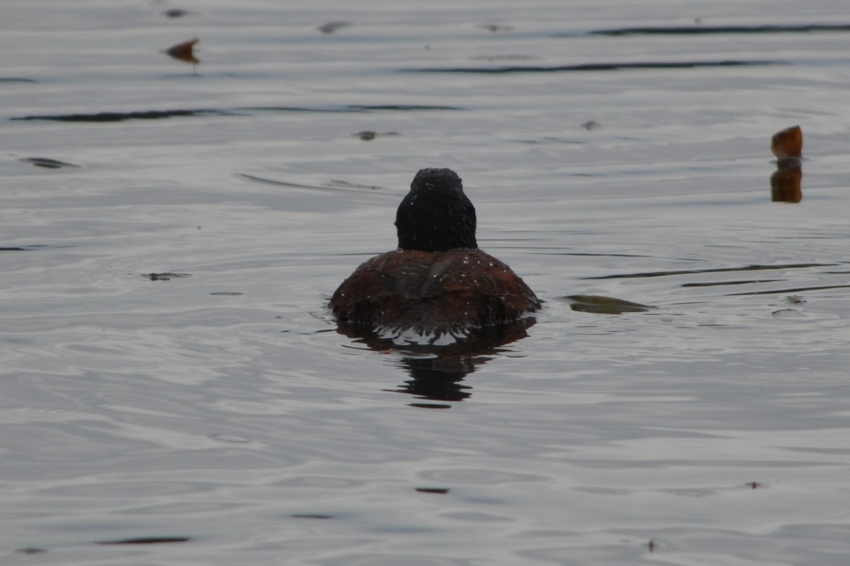 Blue-billed Duck - ML646605288