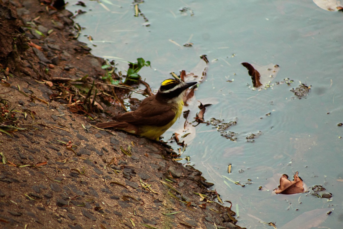 Great Kiskadee - ML646605289