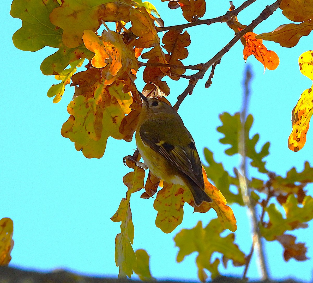 Reyezuelo Sencillo - ML646605291