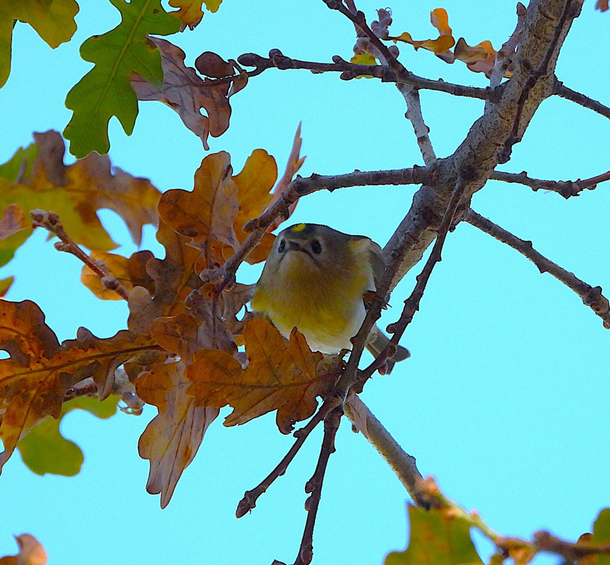 Reyezuelo Sencillo - ML646605292