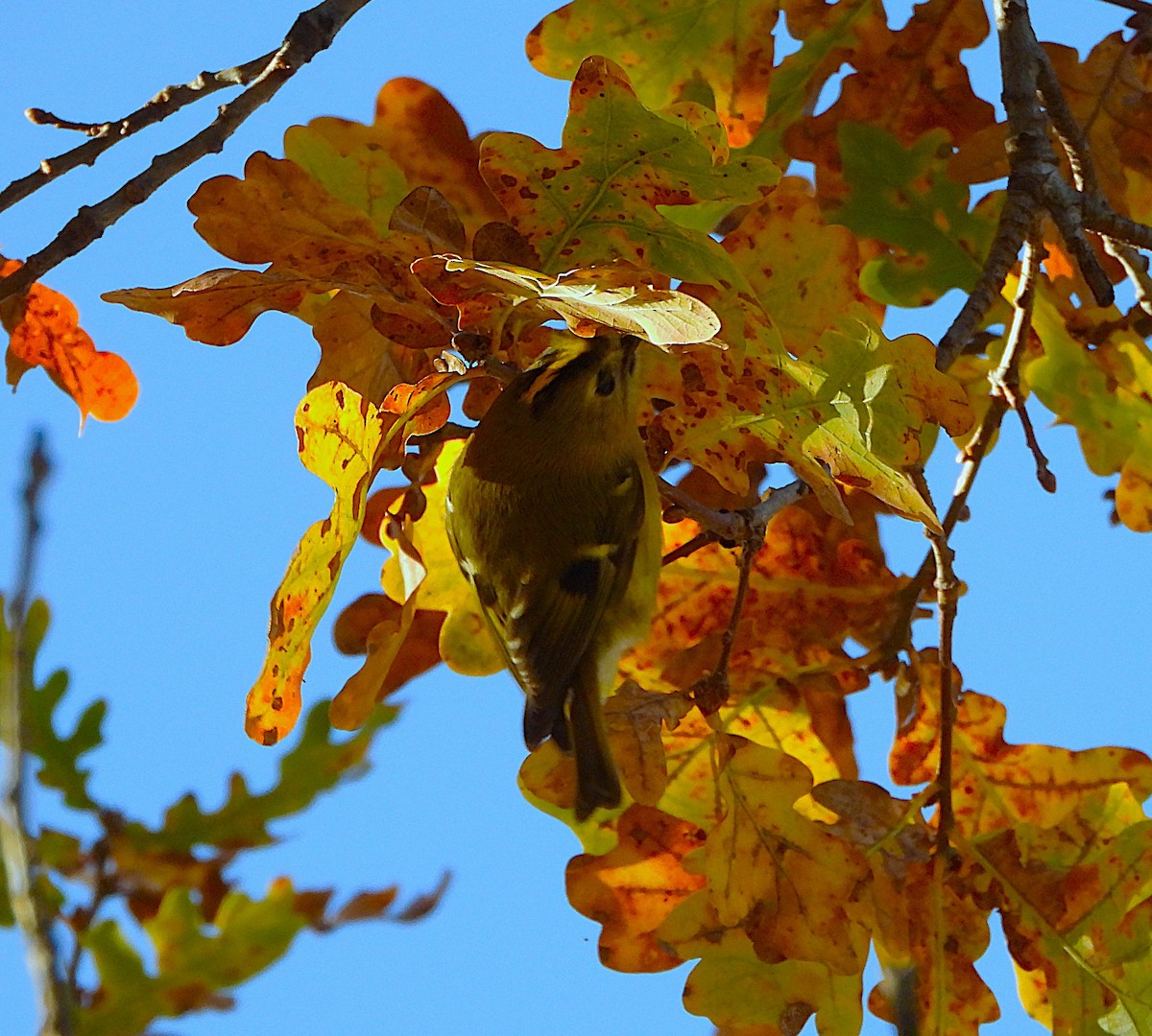 Reyezuelo Sencillo - ML646605293