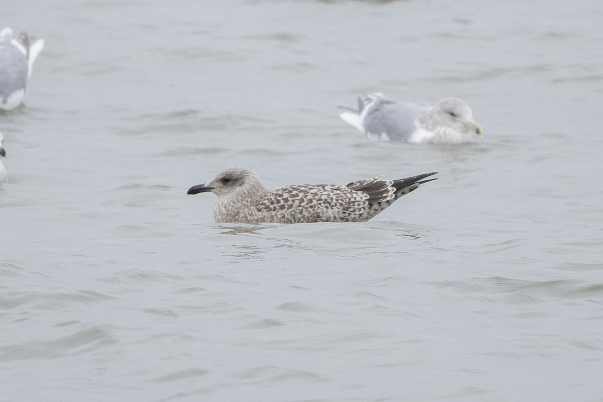 Larus sp. - ML646605294