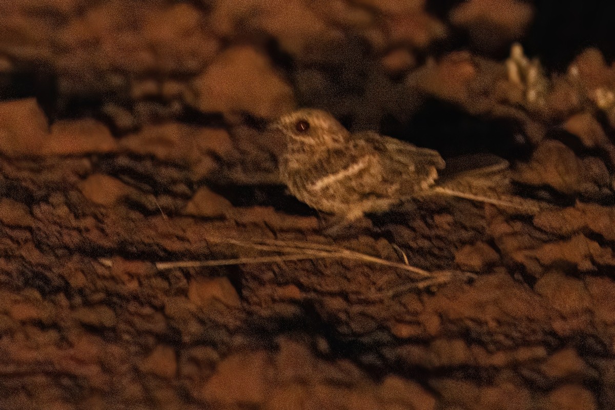 Long-tailed Nightjar - ML646605296