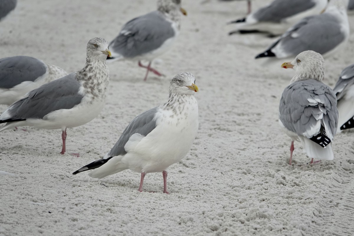 Goéland hudsonien - ML646605297