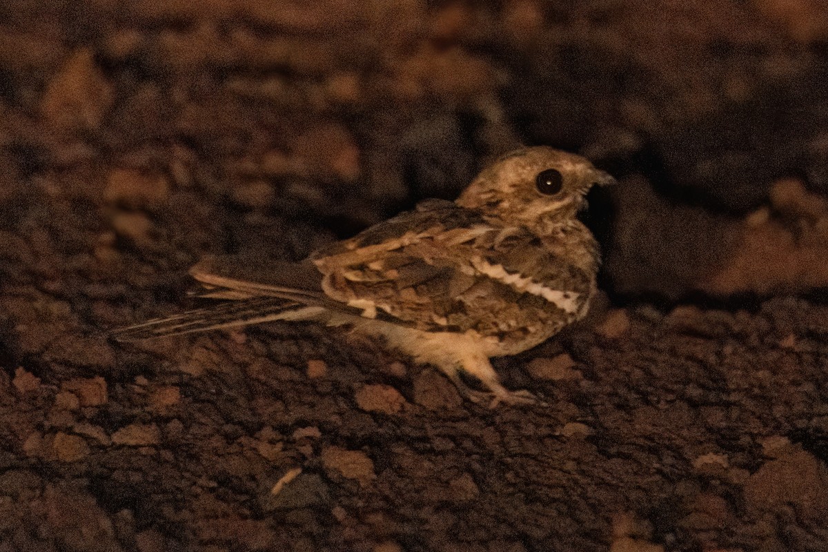 Long-tailed Nightjar - ML646605298