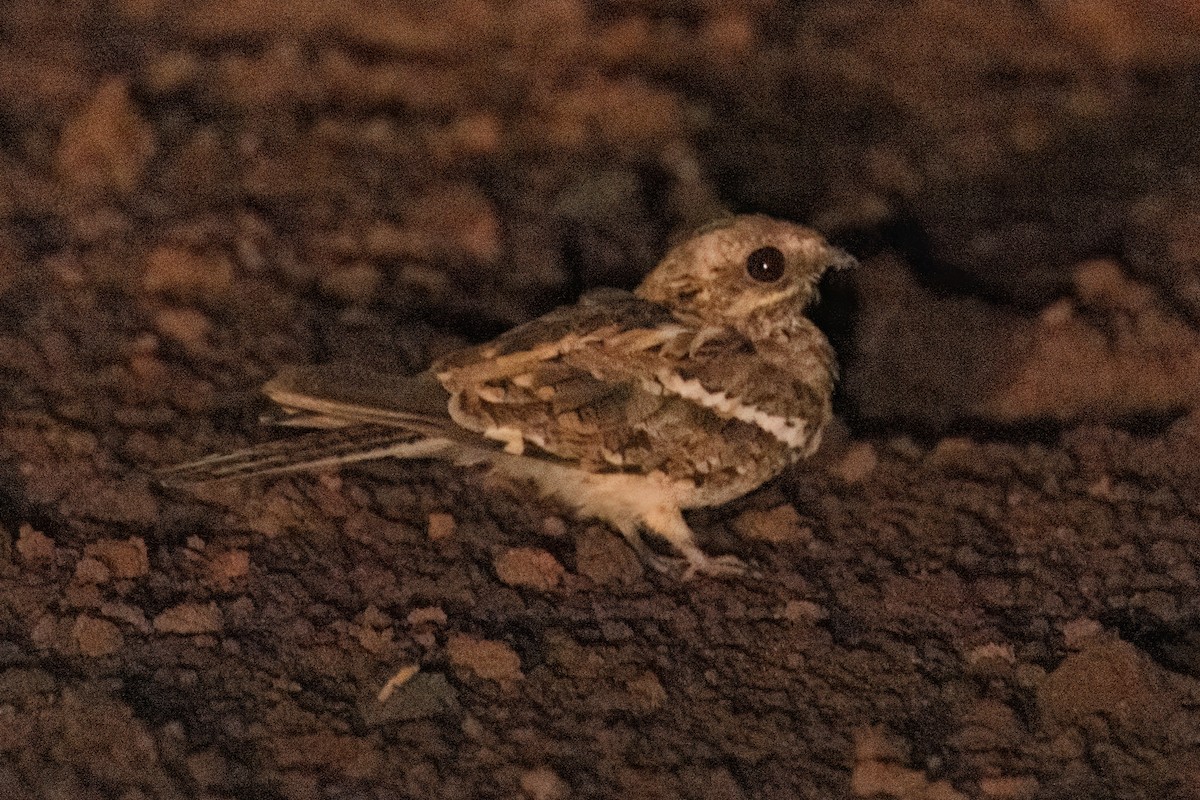 Long-tailed Nightjar - ML646605299
