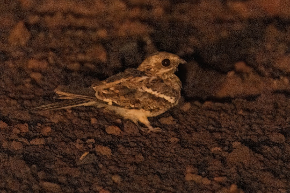 Long-tailed Nightjar - ML646605300