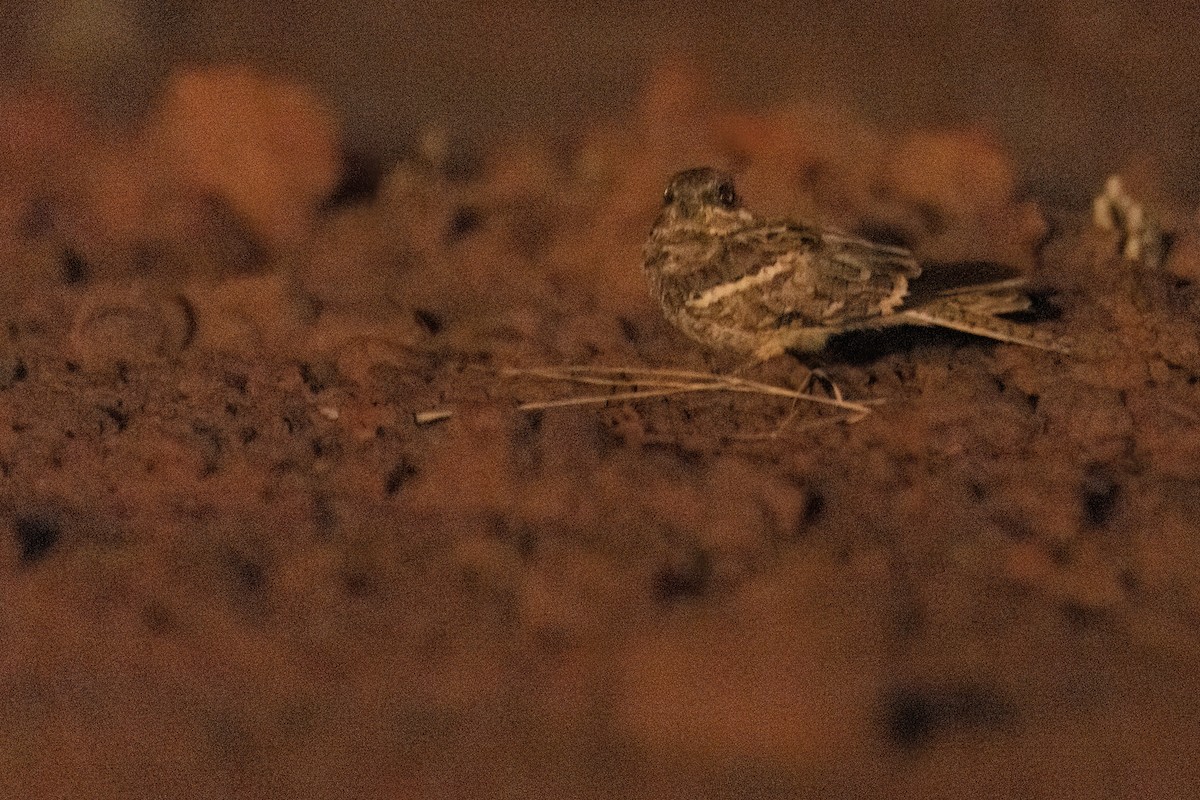 Long-tailed Nightjar - ML646605302
