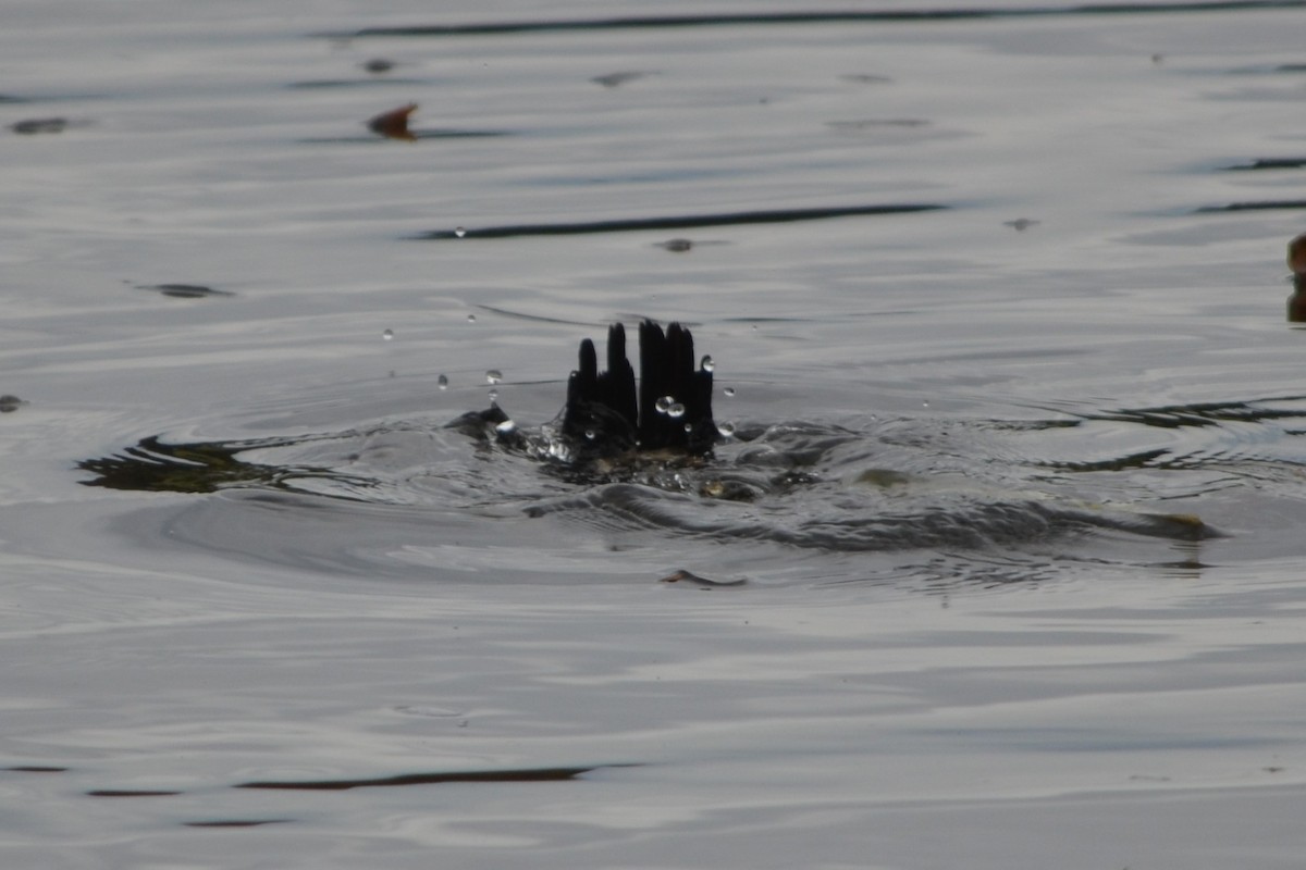 Blue-billed Duck - ML646605303