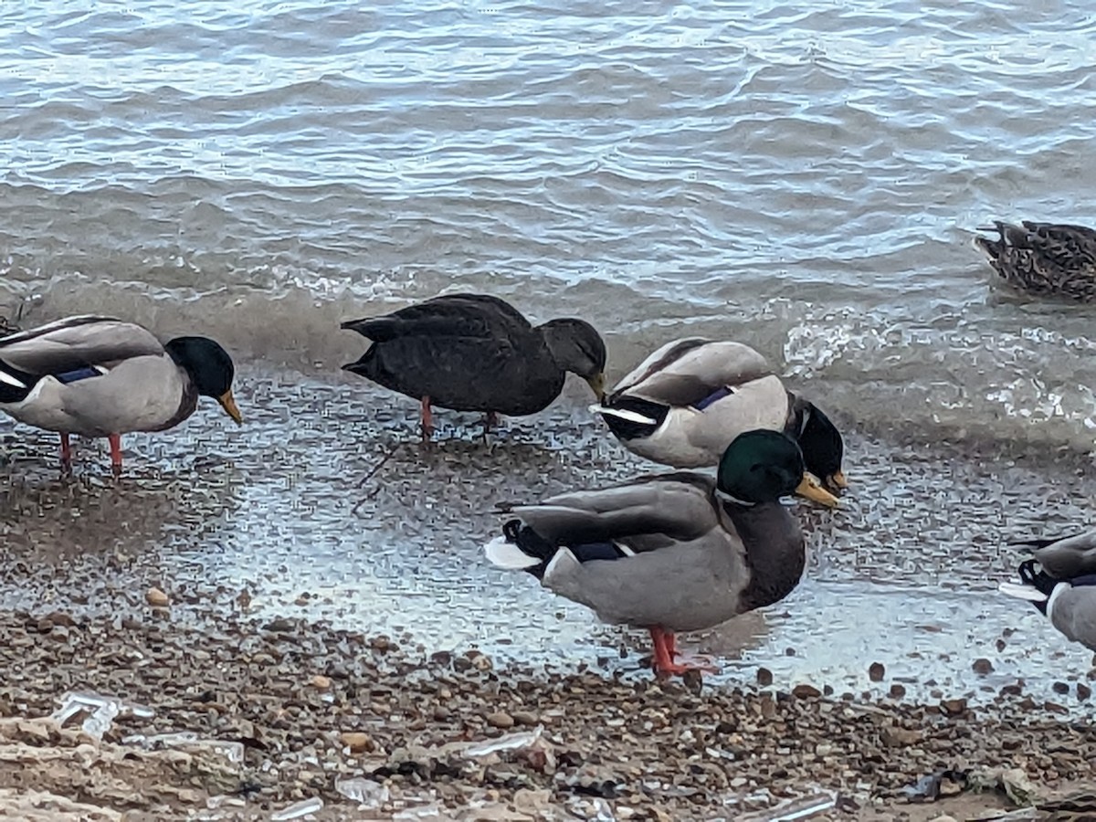 Mallard - ML646605305