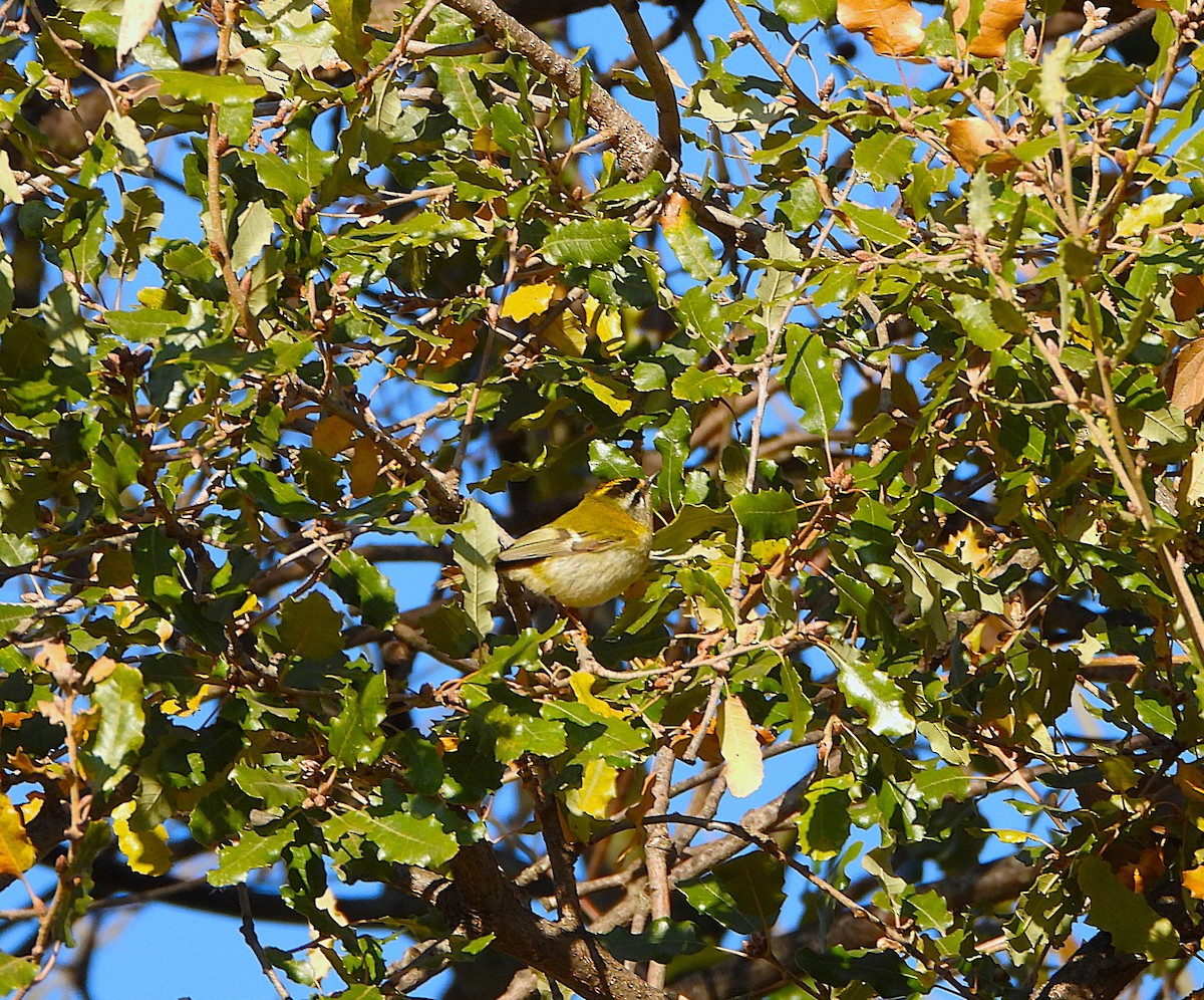 Common Firecrest - ML646605306
