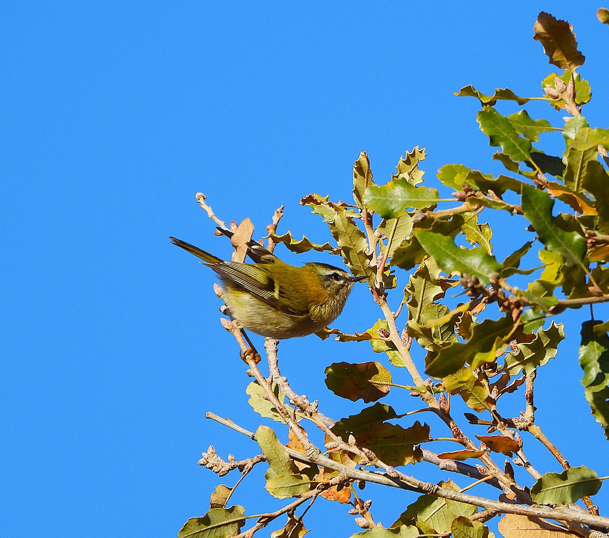 Common Firecrest - ML646605307