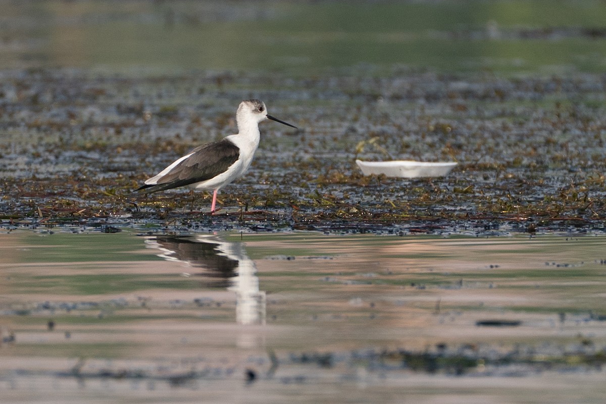 Black-winged Stilt - ML646605309