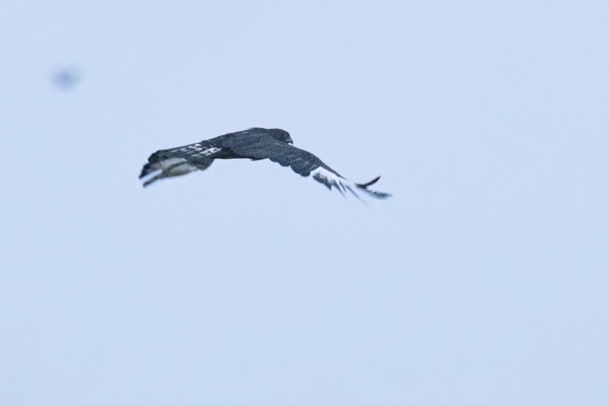 Long-crested Eagle - ML646605310