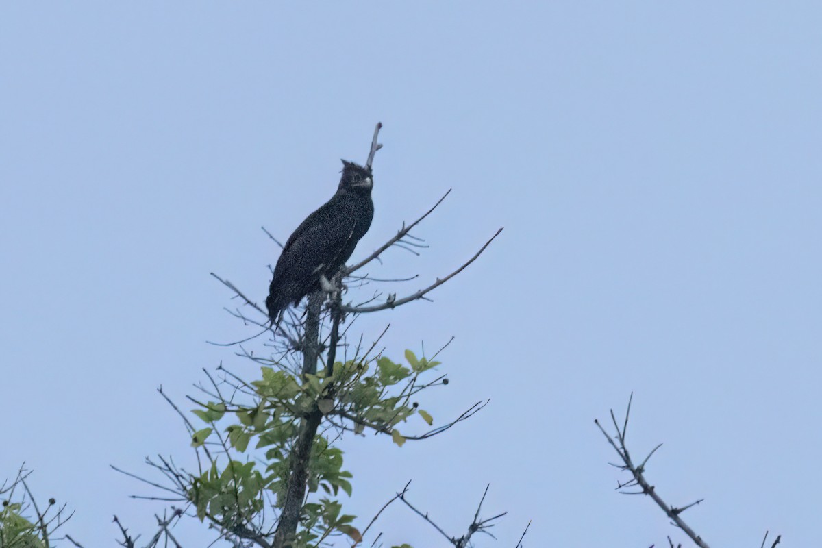 Long-crested Eagle - ML646605311