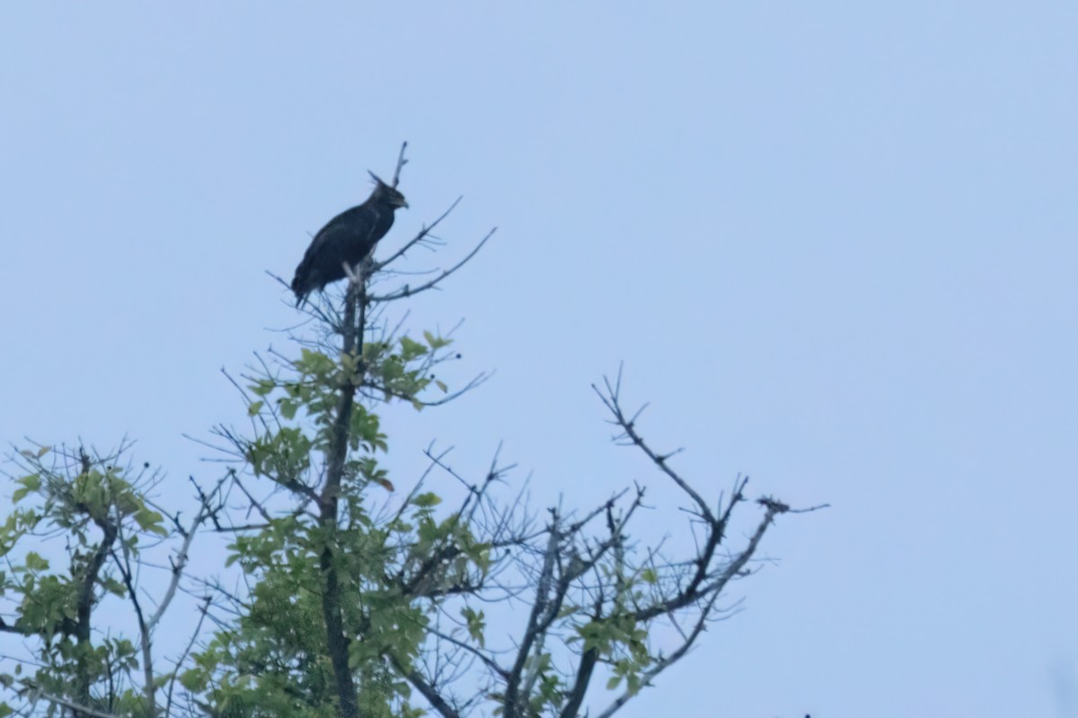 Long-crested Eagle - ML646605314