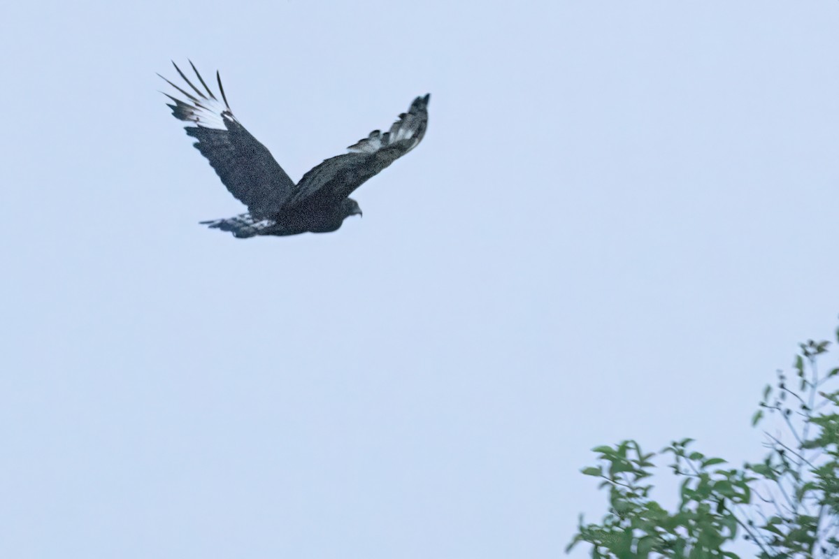 Long-crested Eagle - ML646605315