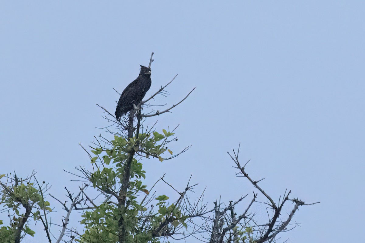 Long-crested Eagle - ML646605316