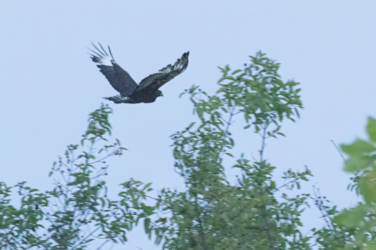 Long-crested Eagle - ML646605317