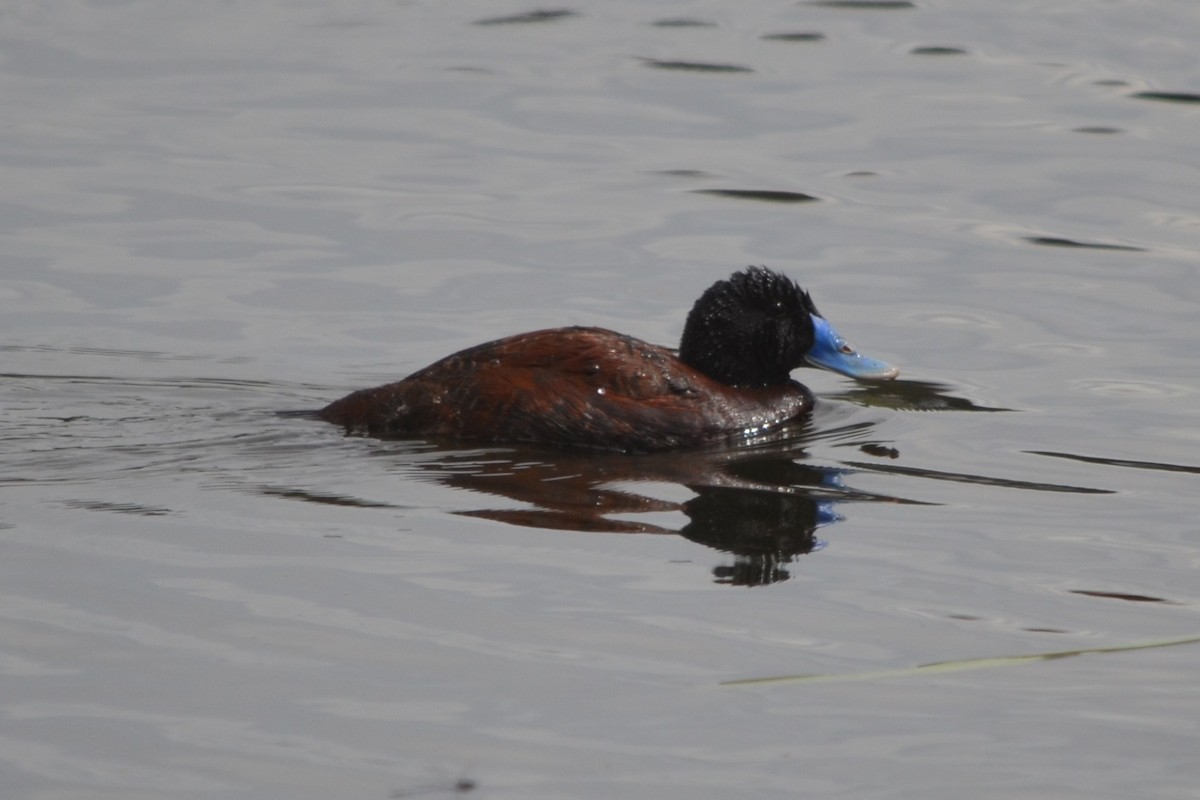 Blue-billed Duck - ML646605322