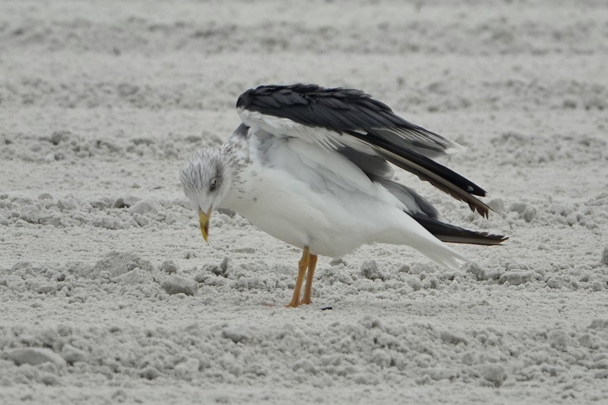 Goéland brun - ML646605324