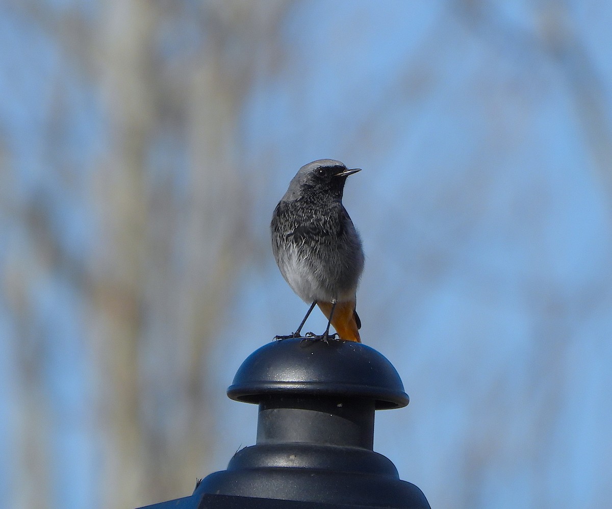 Colirrojo Tizón - ML646605327