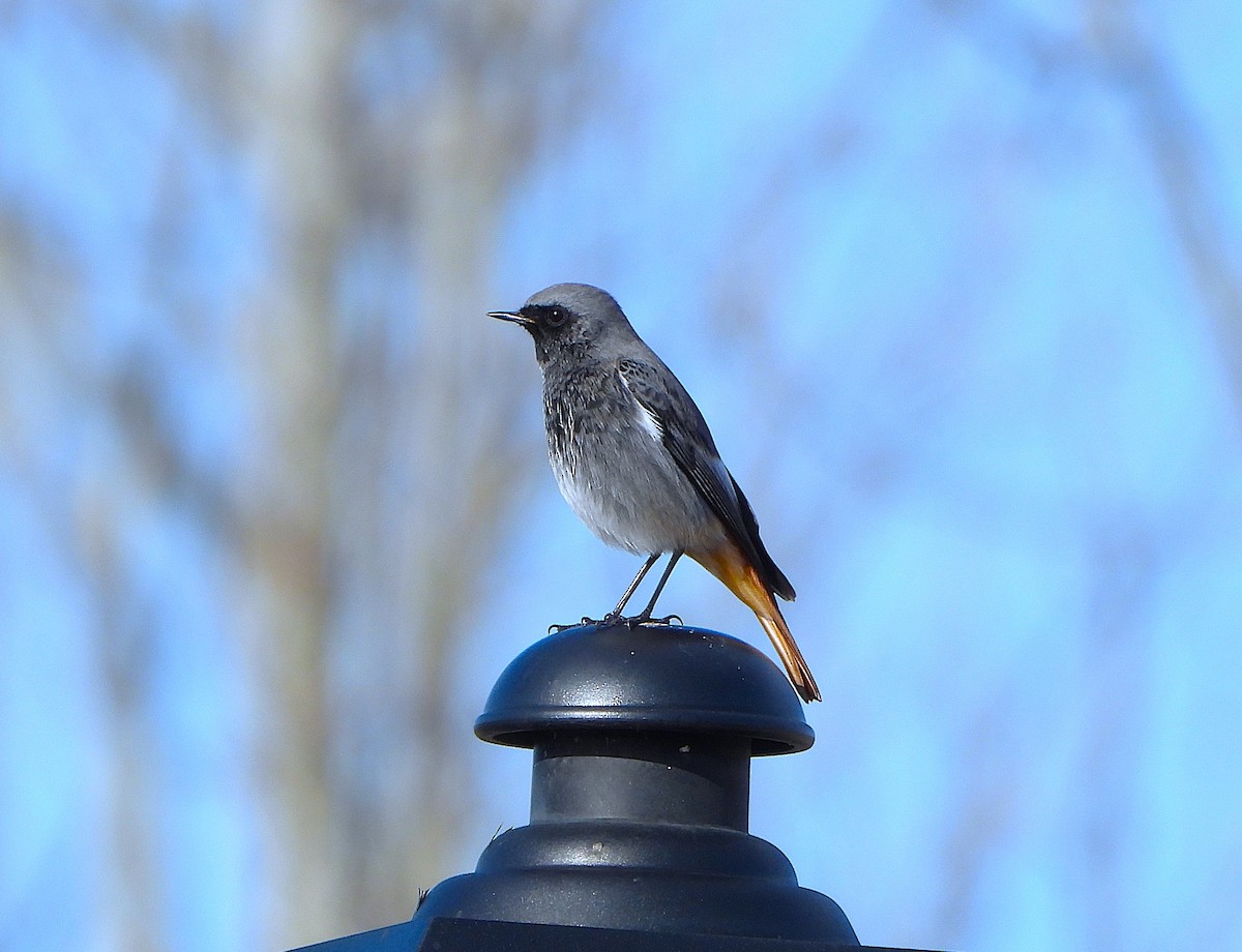 Colirrojo Tizón - ML646605328