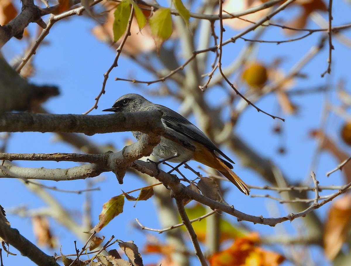 Colirrojo Tizón - ML646605329