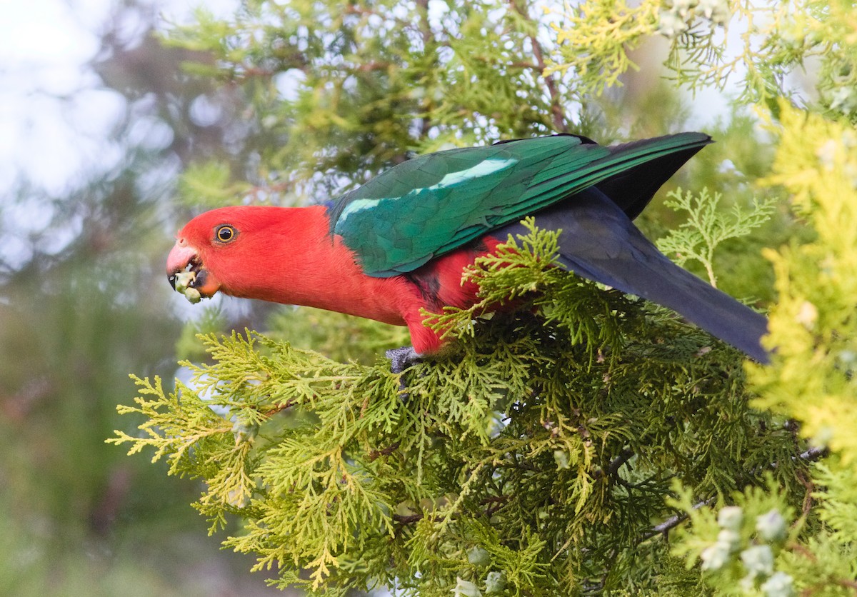 Perruche royale - ML646605330