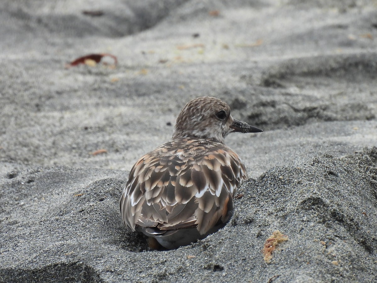 Ruddy Turnstone - ML646605333