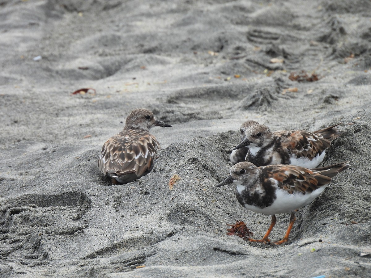 Ruddy Turnstone - ML646605336