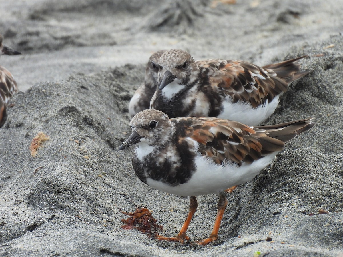 Ruddy Turnstone - ML646605337