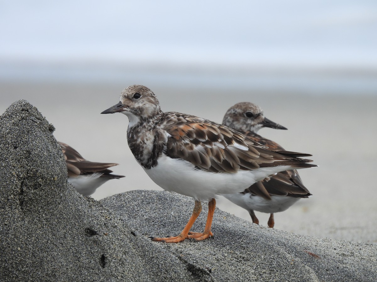 Ruddy Turnstone - ML646605339