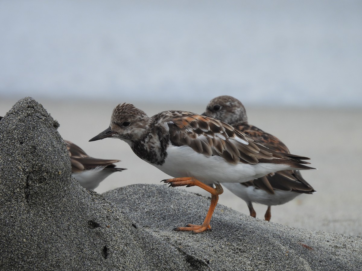Ruddy Turnstone - ML646605340