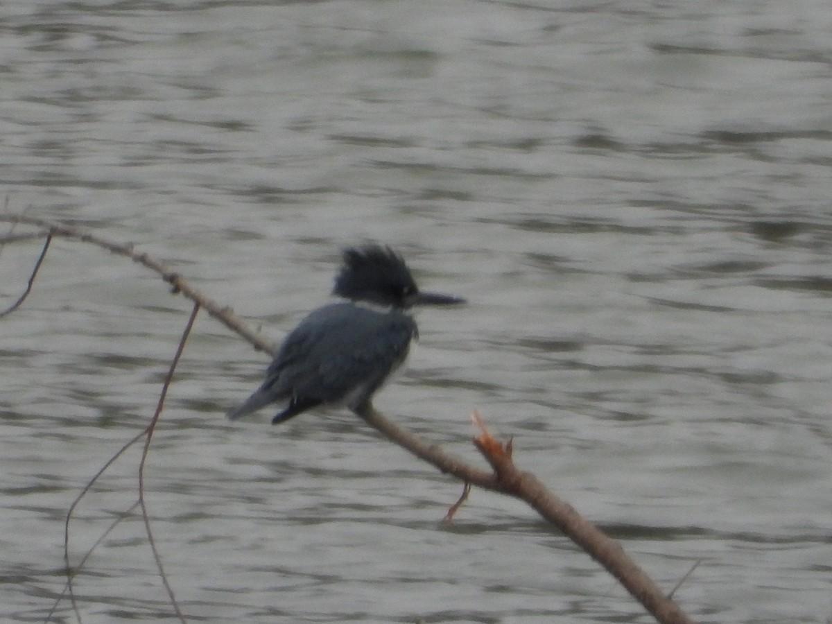 Belted Kingfisher - ML646605341