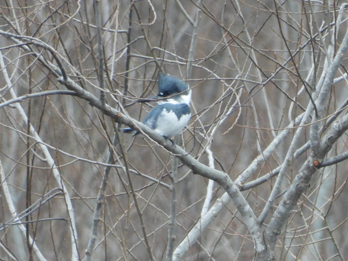 Belted Kingfisher - ML646605342
