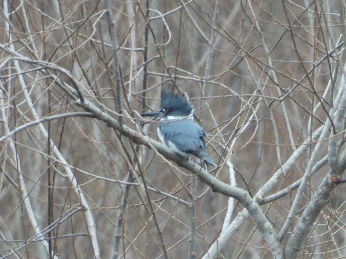 Belted Kingfisher - ML646605343