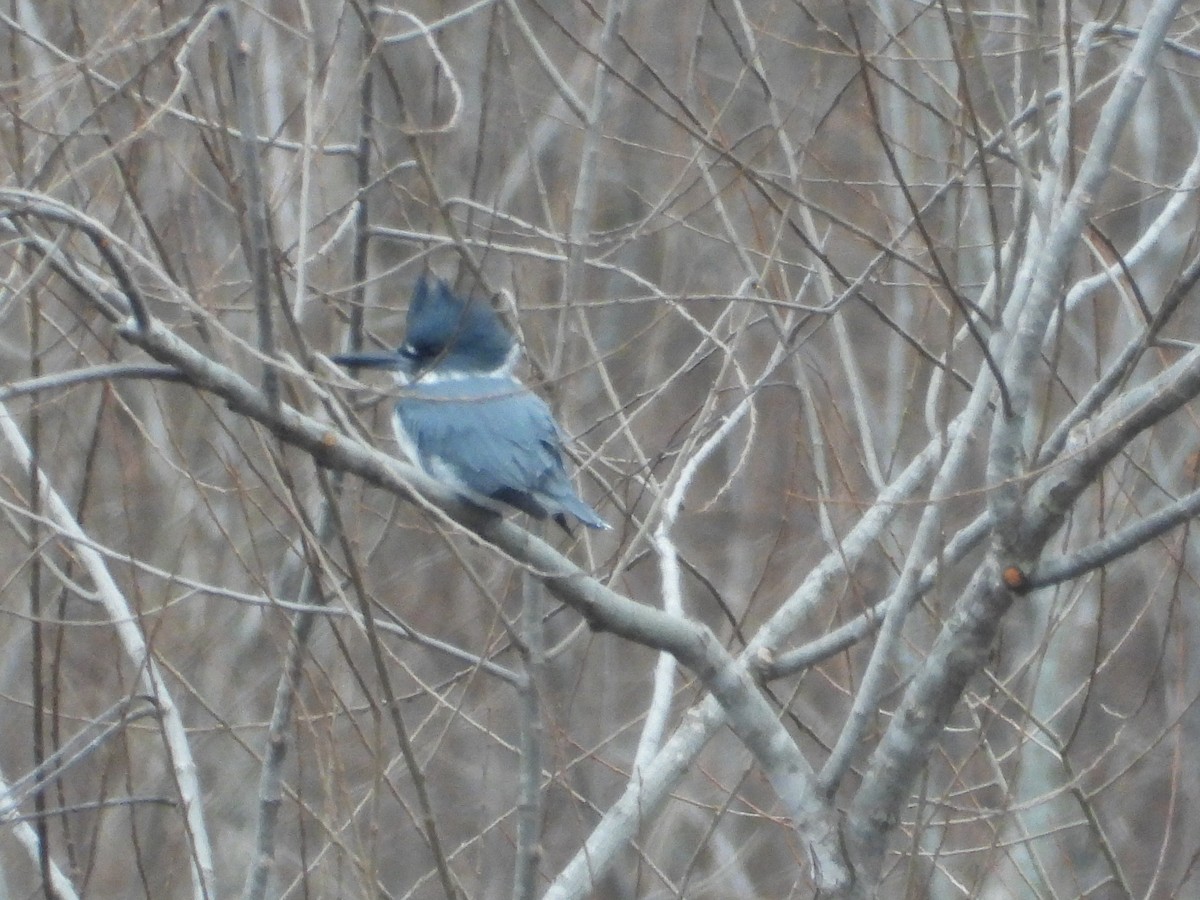 Belted Kingfisher - ML646605344