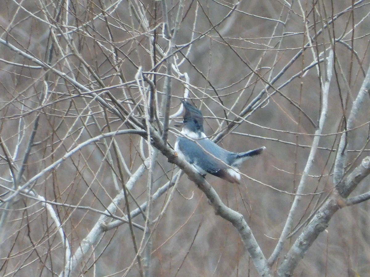 Belted Kingfisher - ML646605345