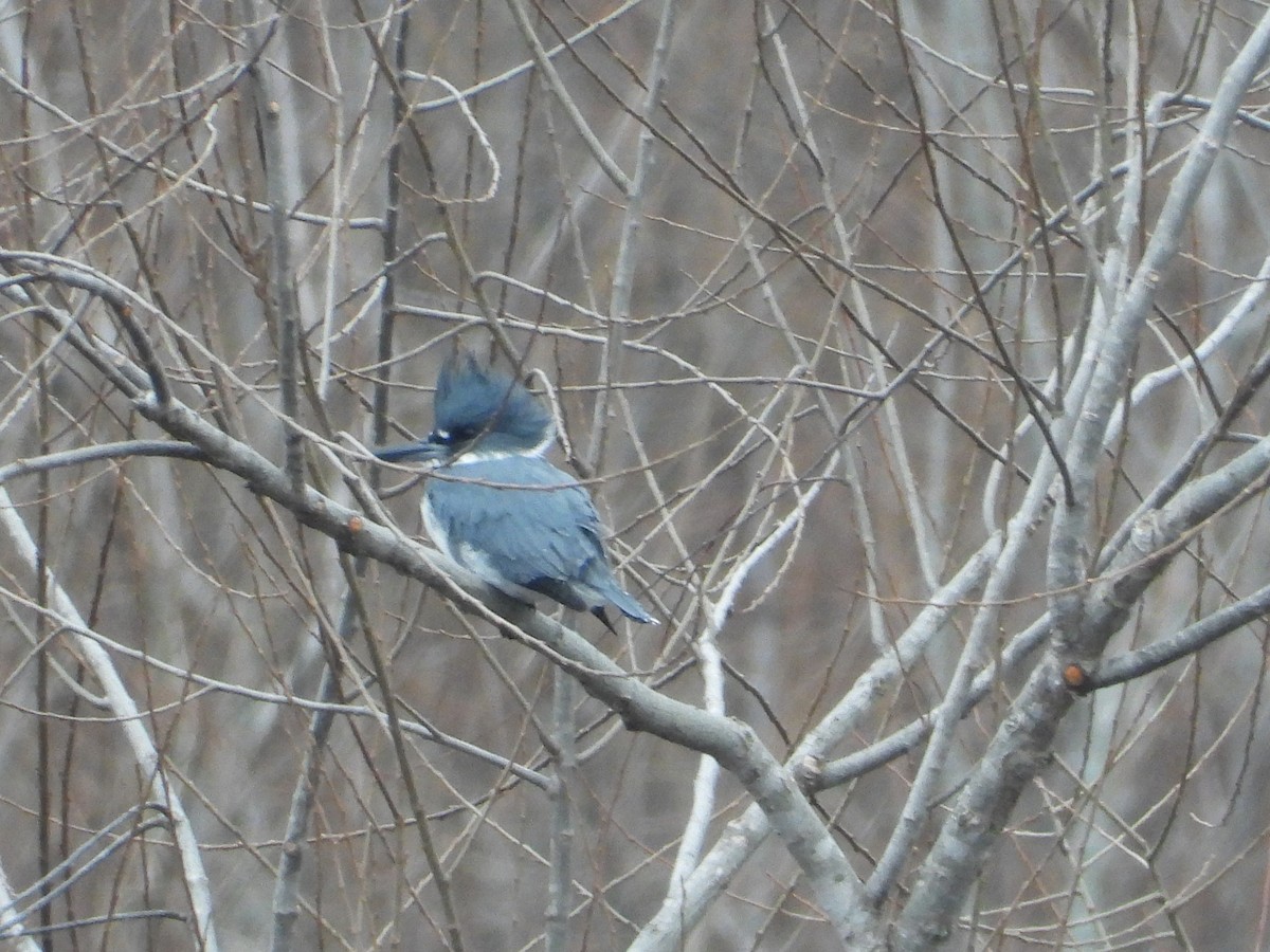Belted Kingfisher - ML646605346