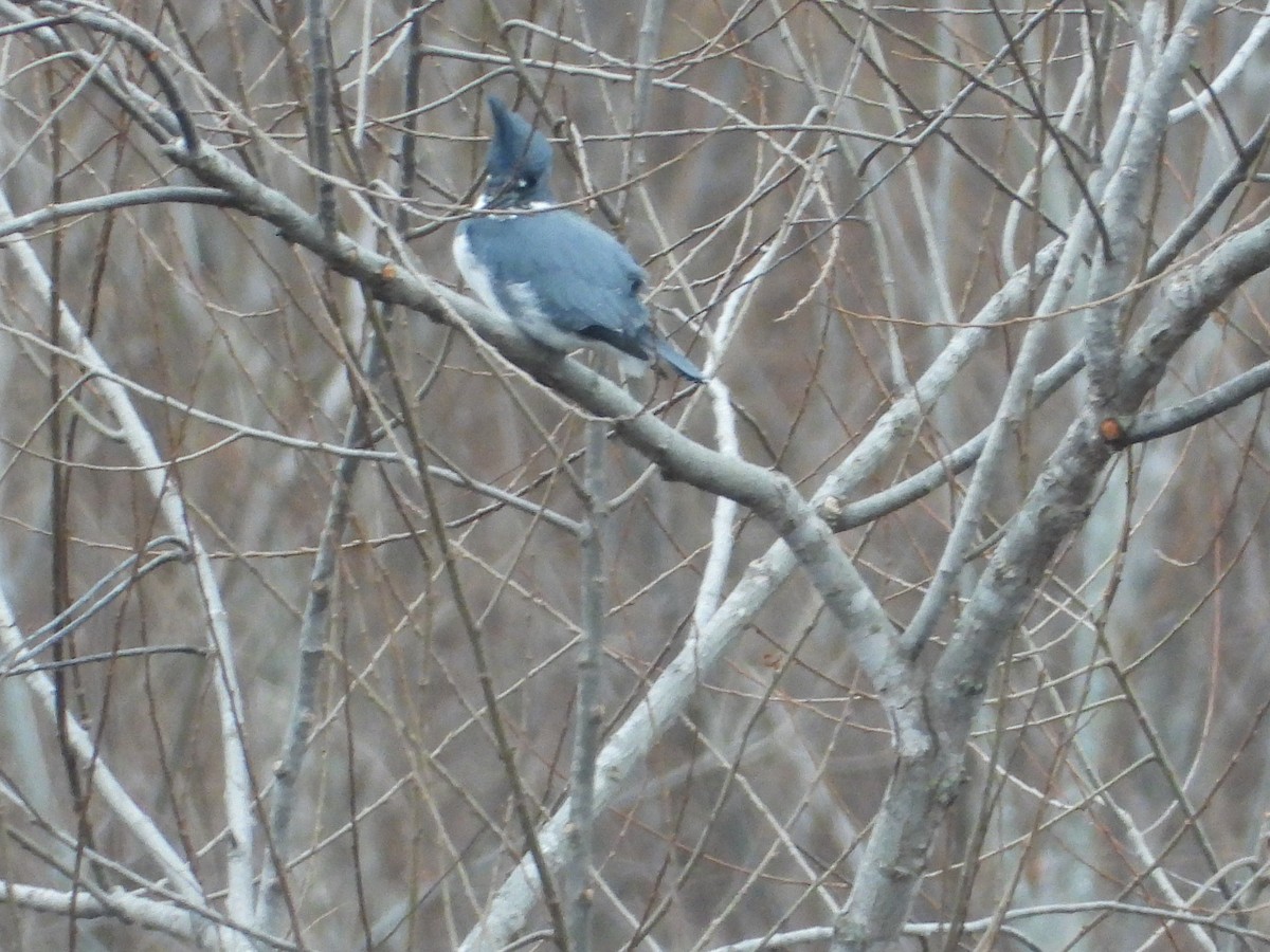 Belted Kingfisher - ML646605347