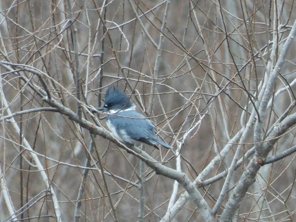 Belted Kingfisher - ML646605348