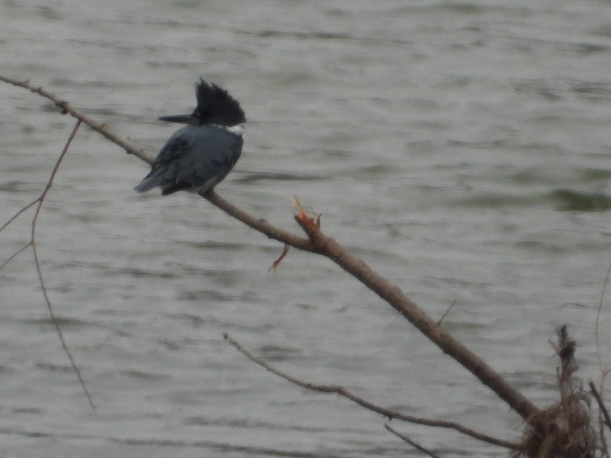 Belted Kingfisher - ML646605349