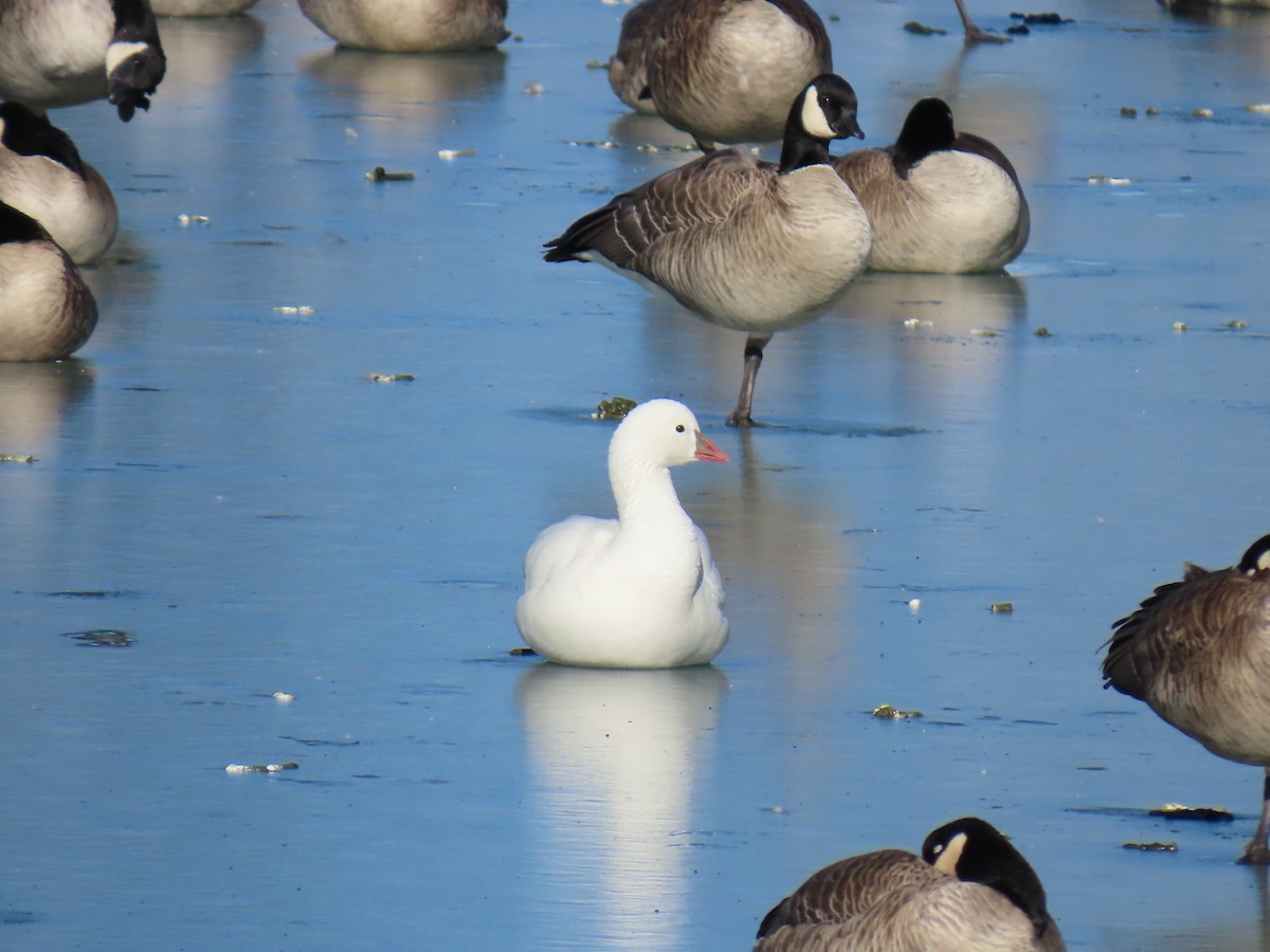 Ross's Goose - ML646605351