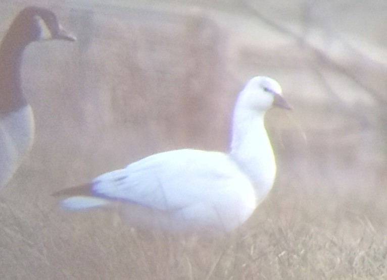 Ross's Goose - ML646605354