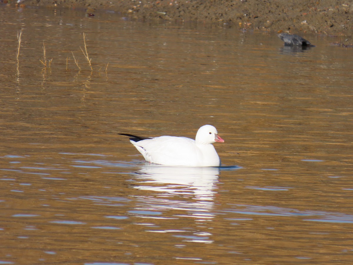 Ross's Goose - ML646605357