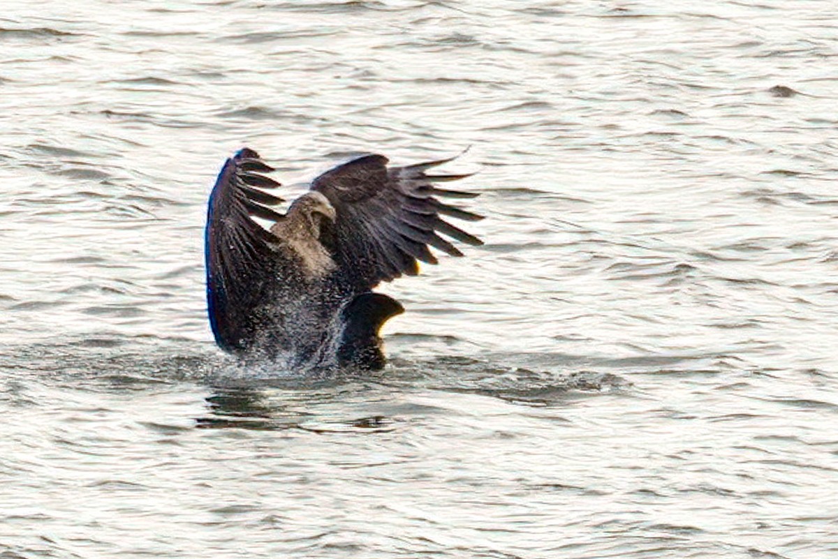 White-tailed Eagle - ML646605358