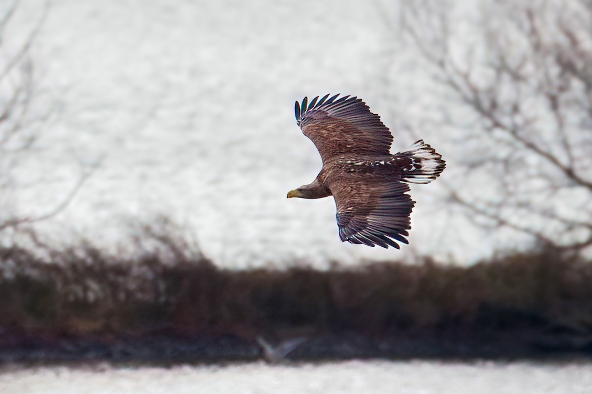 White-tailed Eagle - ML646605359