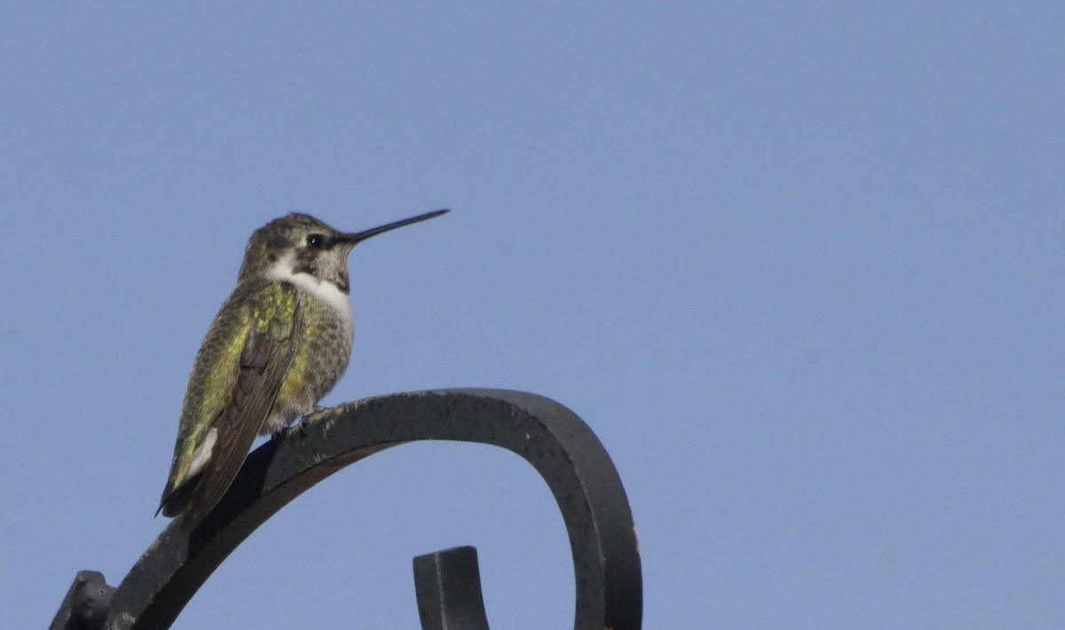 Costa's Hummingbird - ML646605360